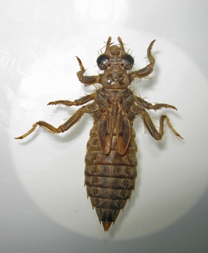 Larva/nymph
2012_12_15_Jackson_NC